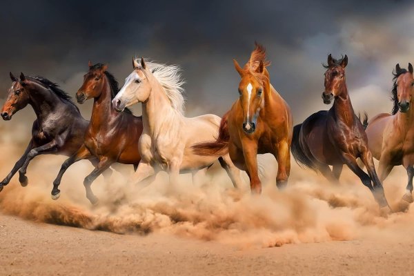 стадо лошадей