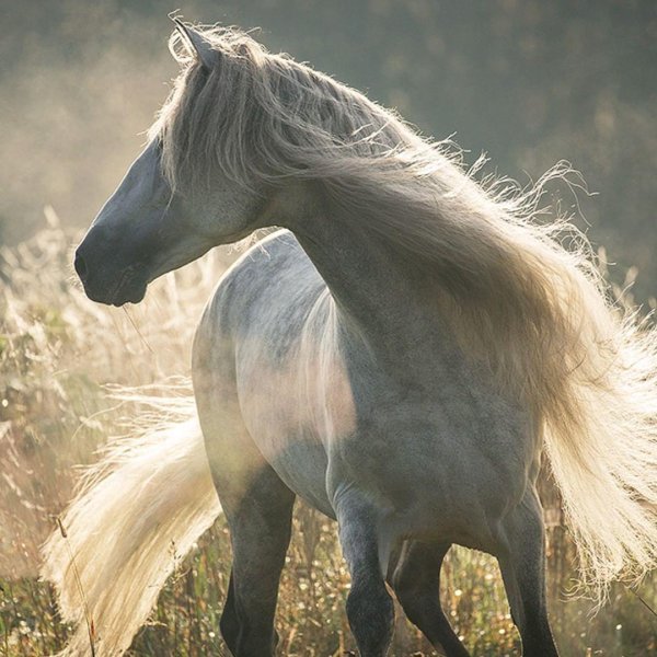 конь арабский скакун