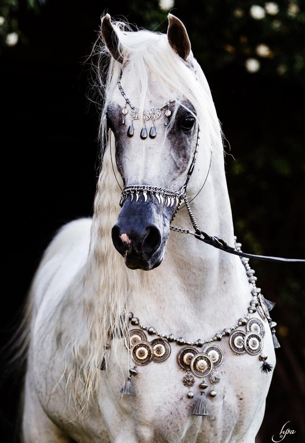 конь арабский скакун