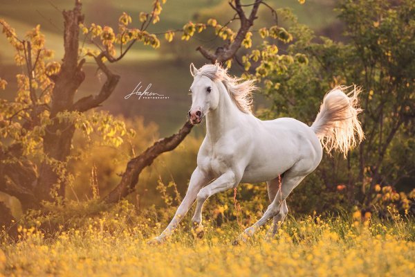 белая андалузская кобыла