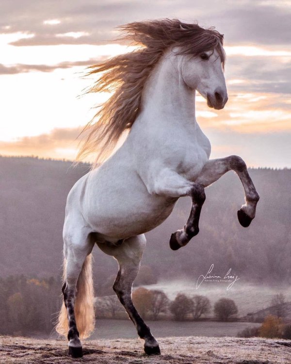 бегущая лошадь