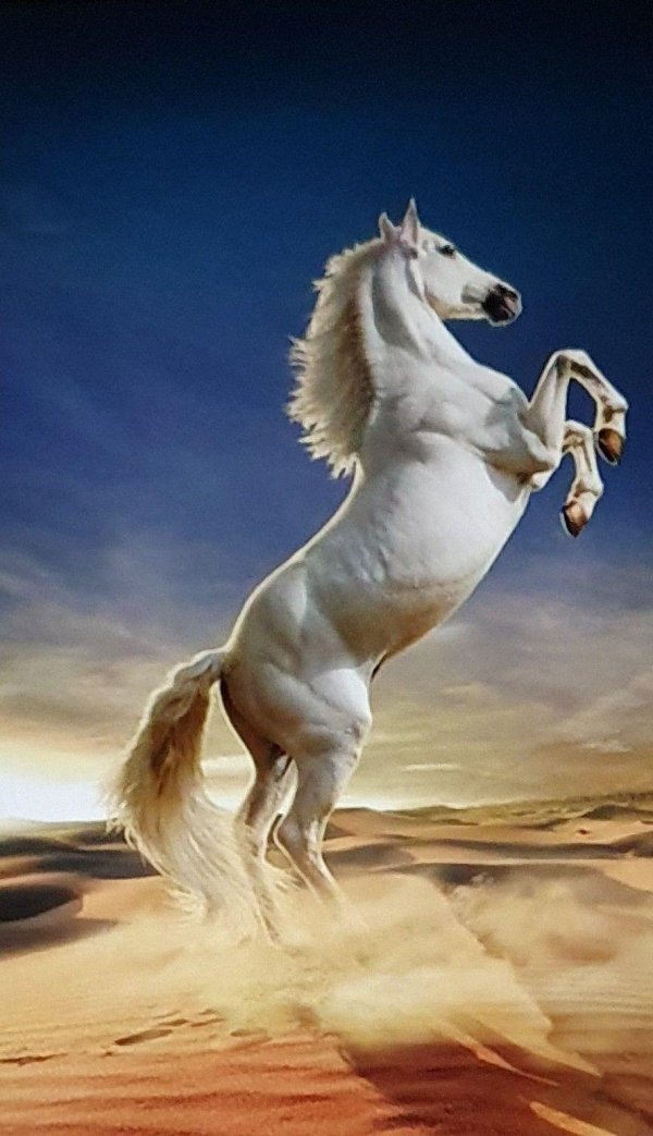 красивая лошадь