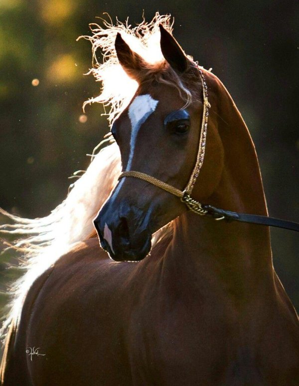 лошади красивые