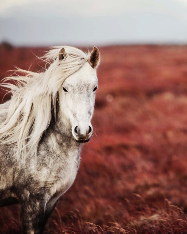 лошадь природа