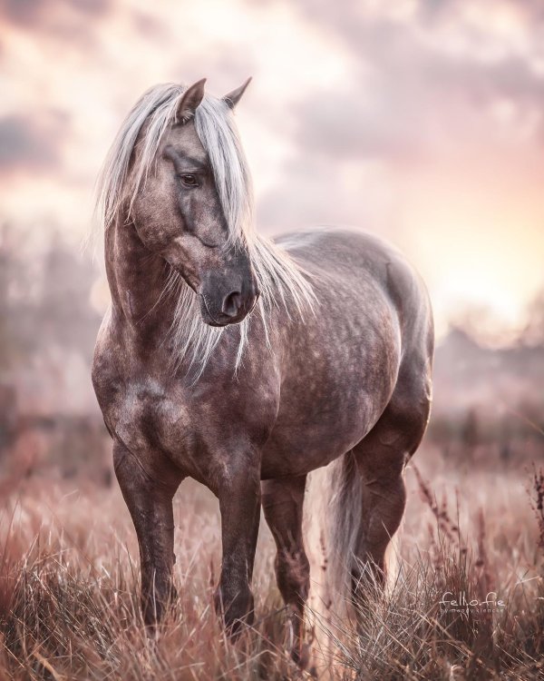 фотопортрет лошади