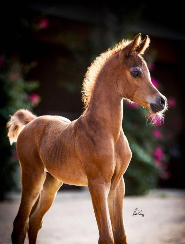 жеребенок арабского скакуна