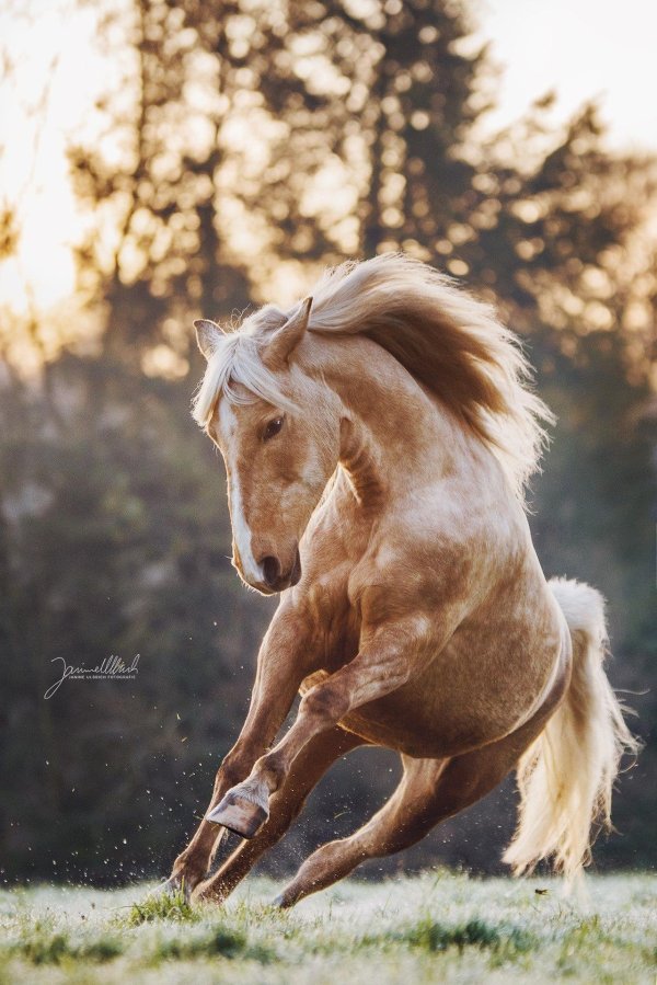 красивые кони