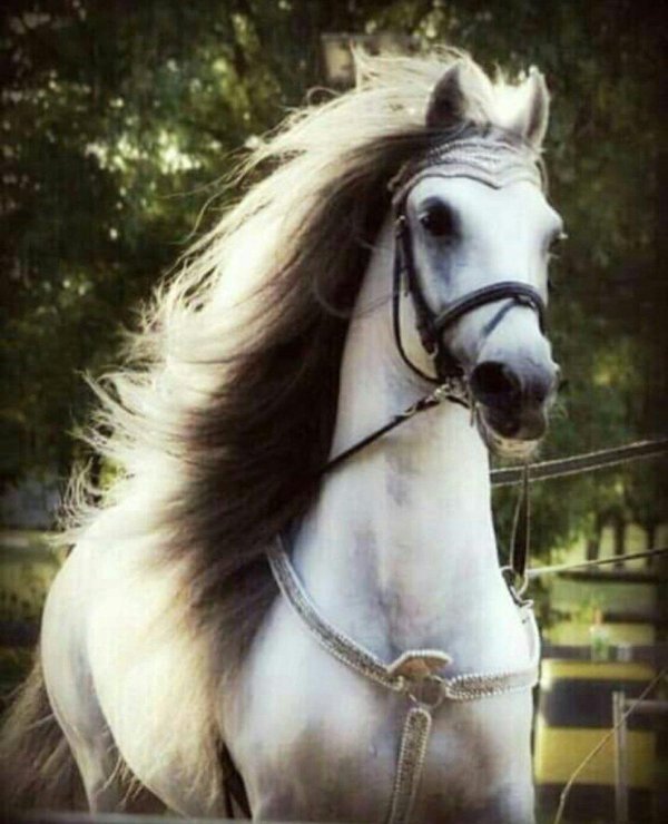 арабская скаковая порода лошадей