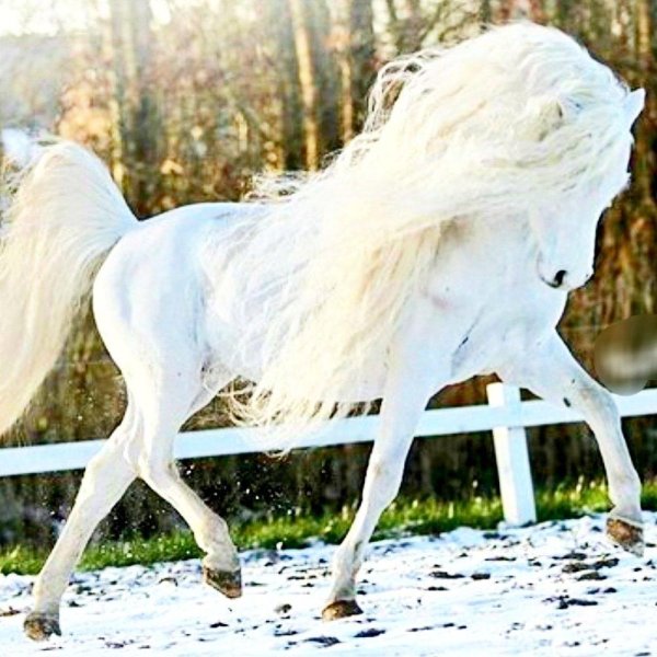 лошади породы фриз альбинос