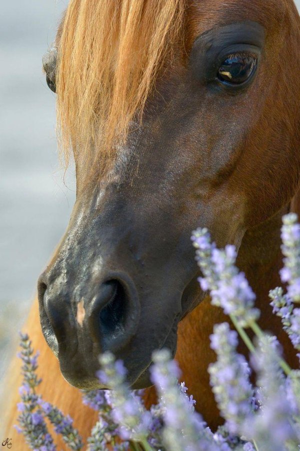 лошади на природе