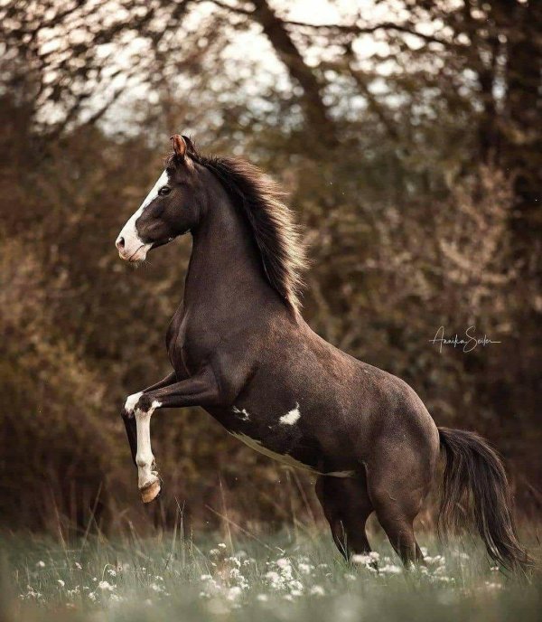 фотографии лошадей