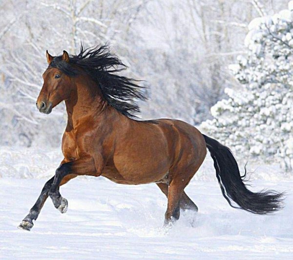 лошади зима