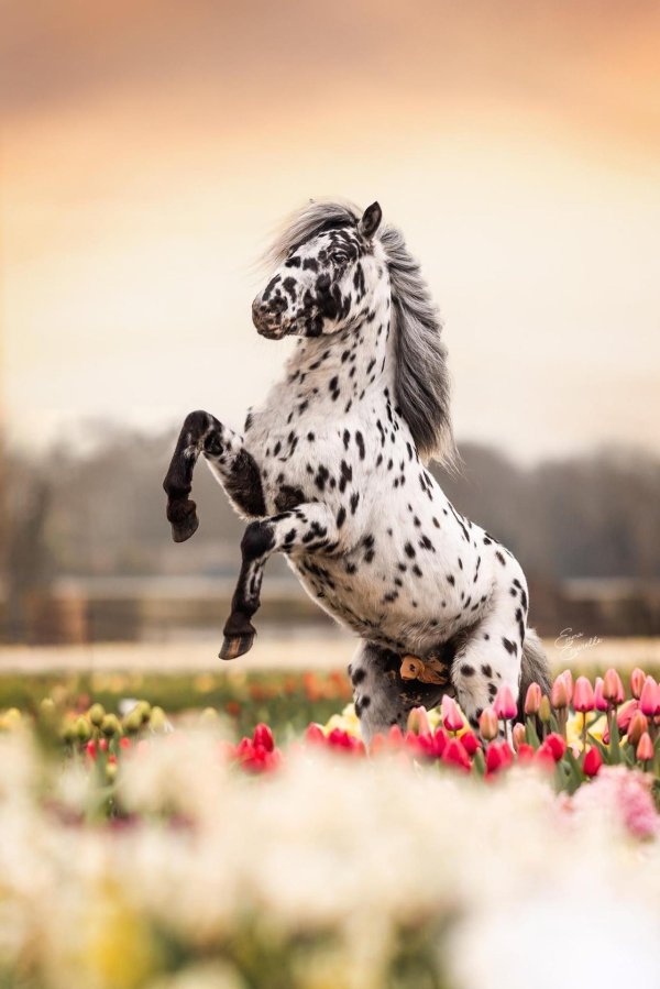 аппалуза чубарая