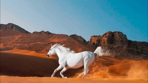 арабская скаковая порода лошадей