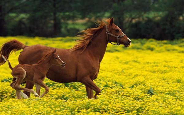 жеребенок хафлингер