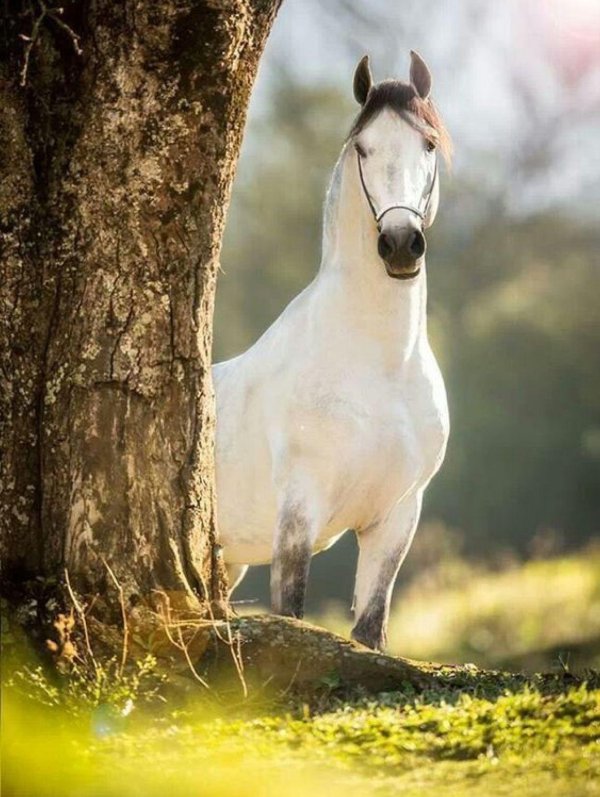 лошади красивые