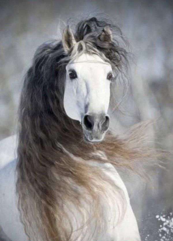 лошадиная грива