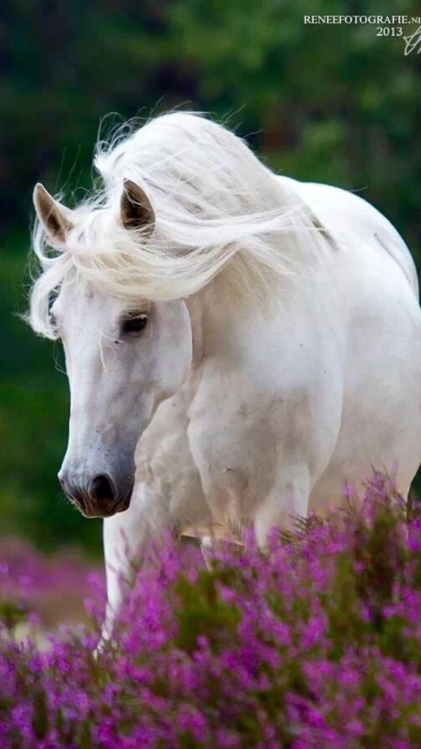 белые лошади с длинной гривой