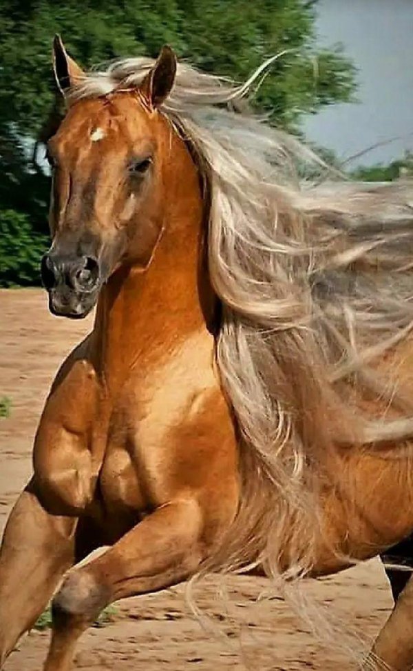 золотой скакун  ахалтекинец