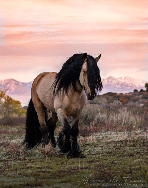порода лошадей цыганский ваннер