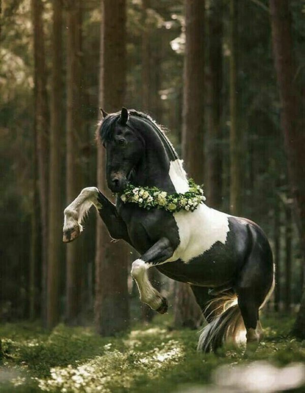 порода лошадей цыганский ваннер