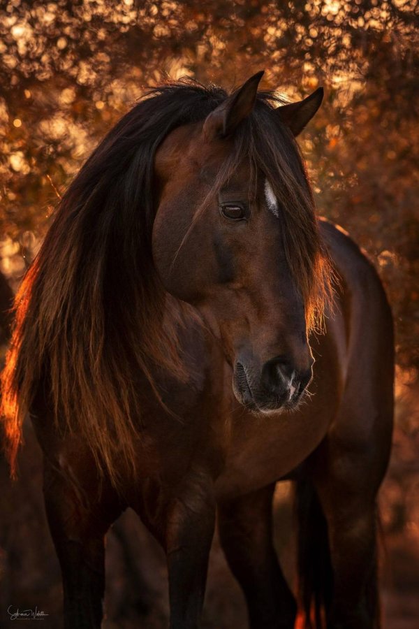 лошади красивые