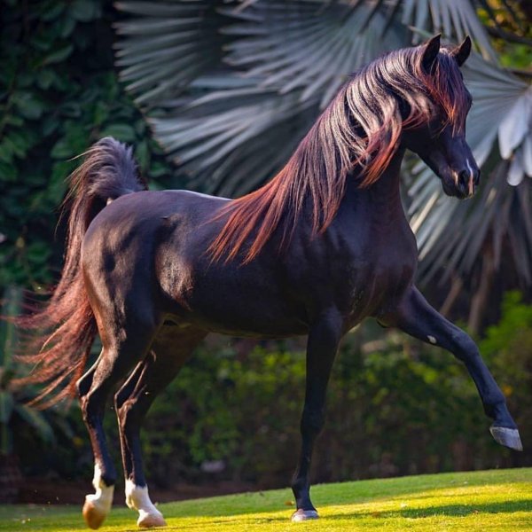 басуто лошадь вороная