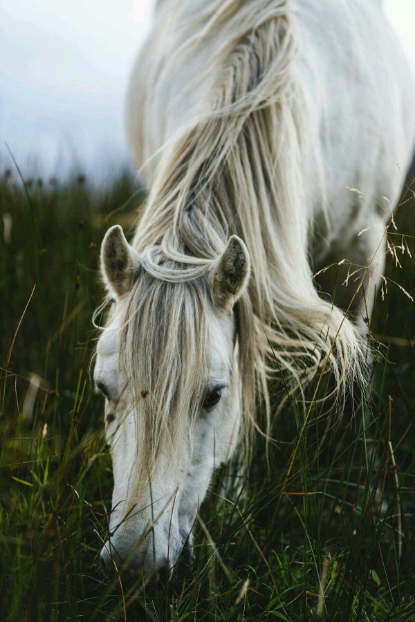 прекрасные лошади