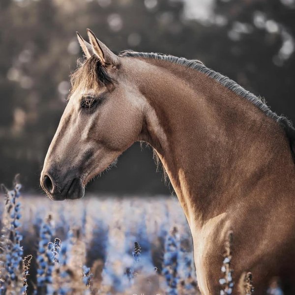 пегий ахалтекинец