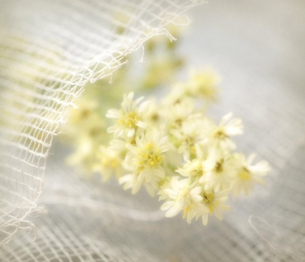 анафалис сухоцвет