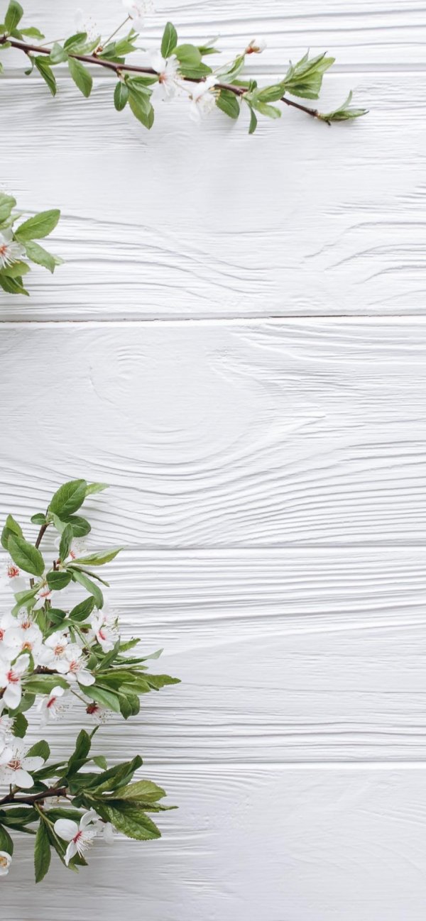 фотофон белла