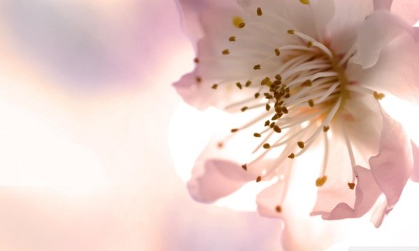 цветок весна