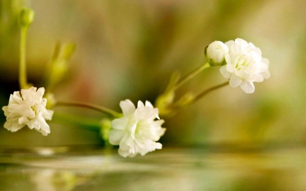 гипсофила белая