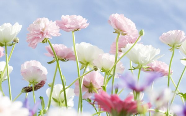 нежные цветочки