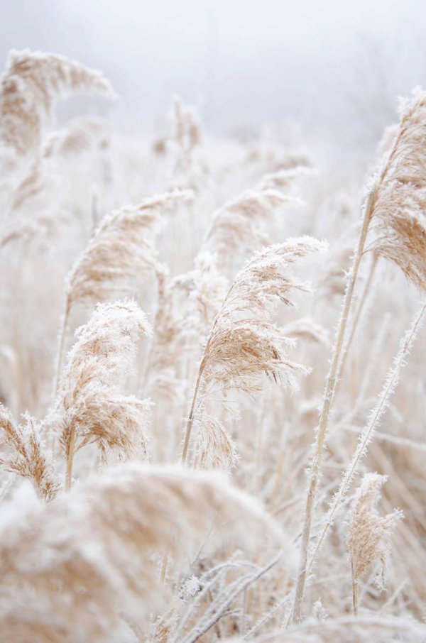 сухая трава