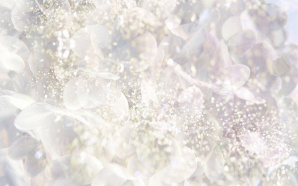 свадебные фоны для фотошопа