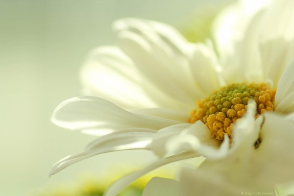 ромашка макросъемка