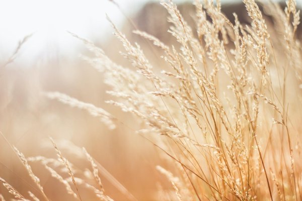 бежевые тона