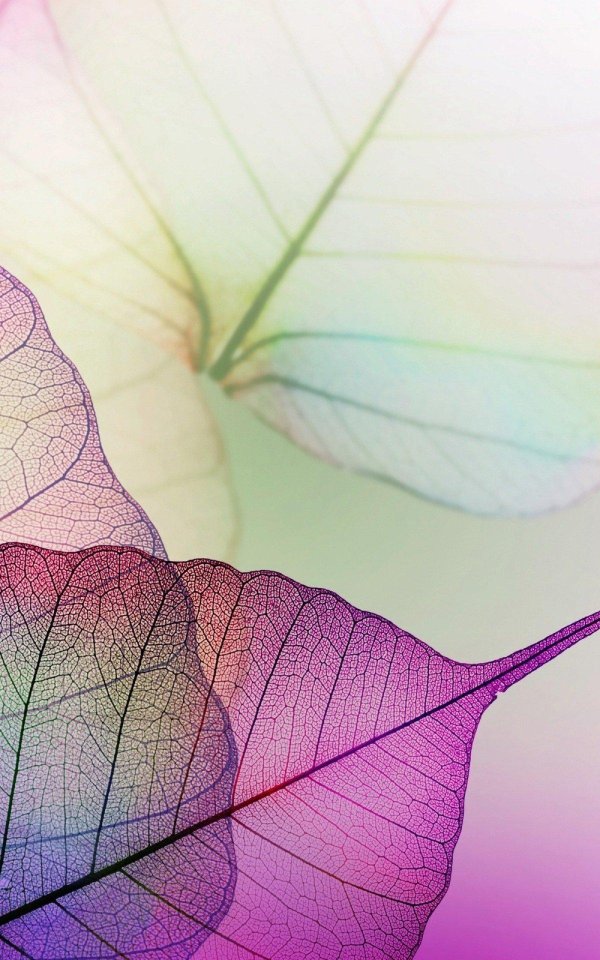 лист фиолетовый