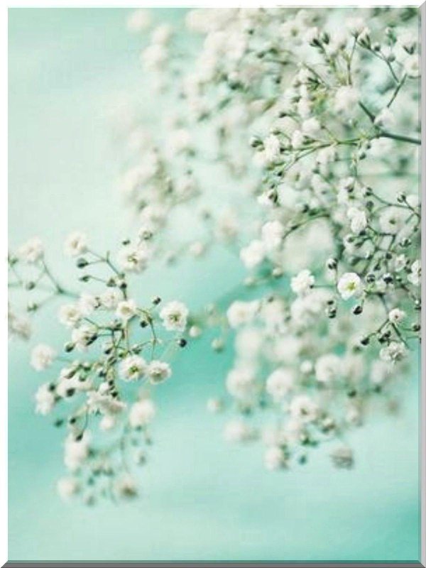 гипсофила голубая эстетика