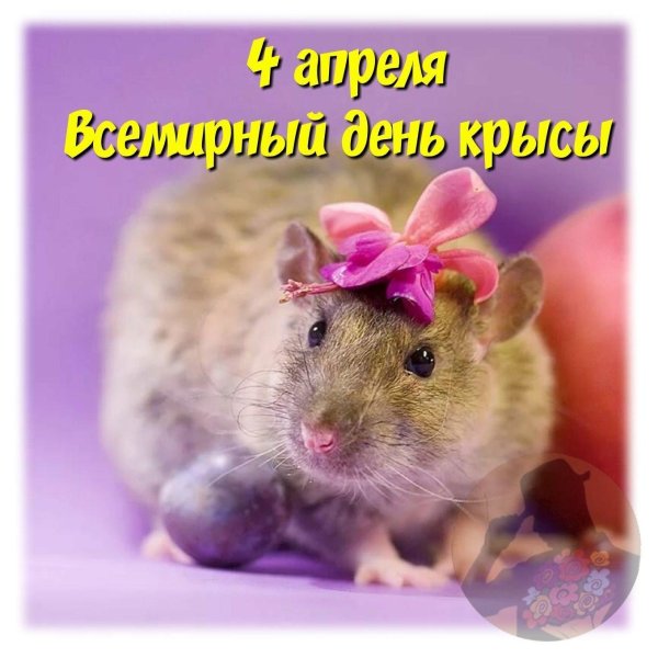 день крысы