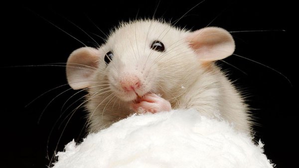 крыса белая