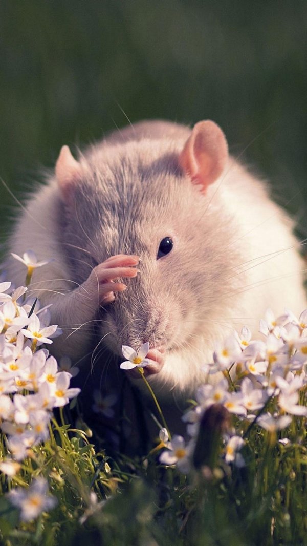 крысы домашние