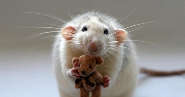 милые крыски