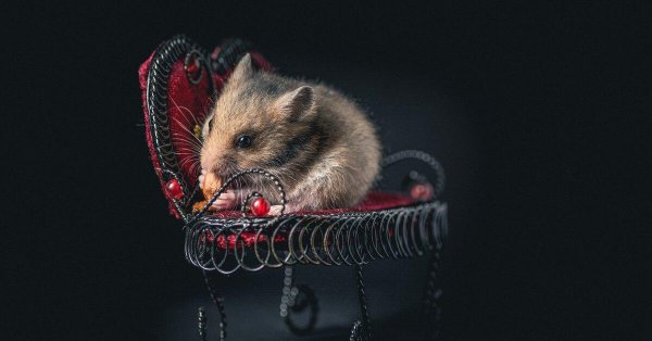 хомяк выглядывает