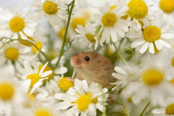 животные в ромашках