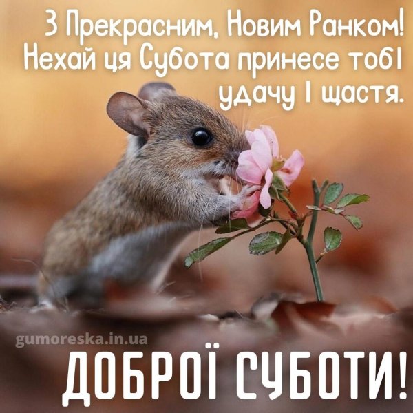 лесная мышь