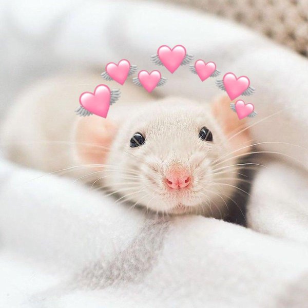 крысенок дамбо