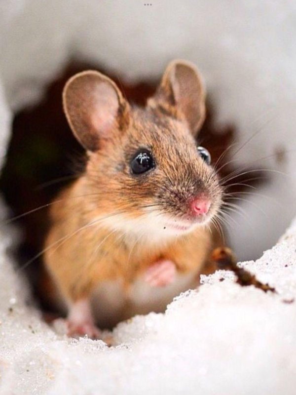 желтогорлая мышь