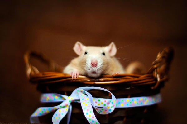 красивые крыски